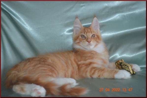 Роскошный черный котик мейн-кун из питомника в Астрахани фото 49