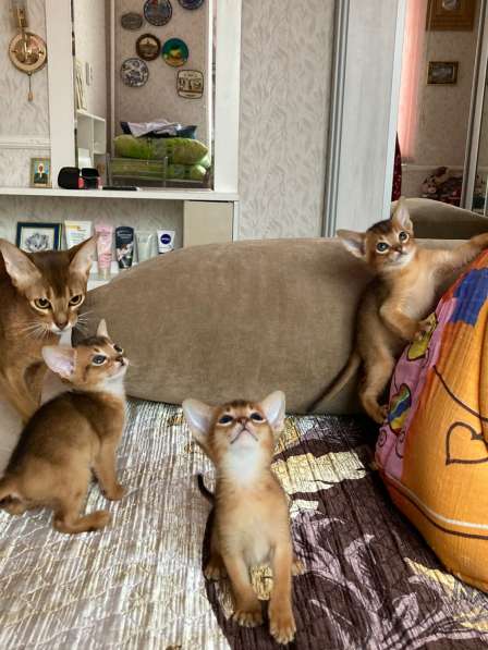 Абиссинские котята в Челябинске фото 8