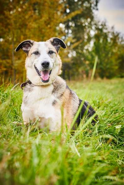 Молодой энергичный Майор ищет семью в Москве фото 15