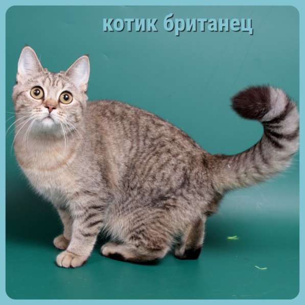 Котята разных пород и окрасов, алиментные котята в Москве фото 4