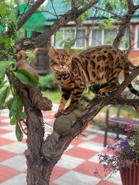 Бенгальские котята в Новокузнецке фото 3