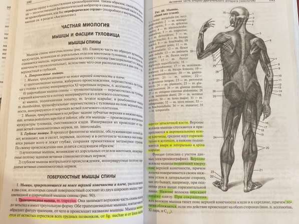 Учебник по анатомии. Привес М. Г в Никольском фото 3
