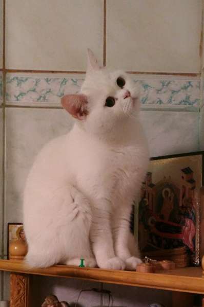 Шотландские котята c родословной в Мурманске фото 4