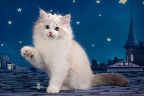 Невские маскарадные котята в Санкт-Петербурге фото 12