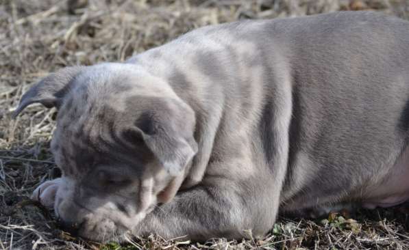 Американ Булли голубой мерле Мальчик хулиган в фото 14