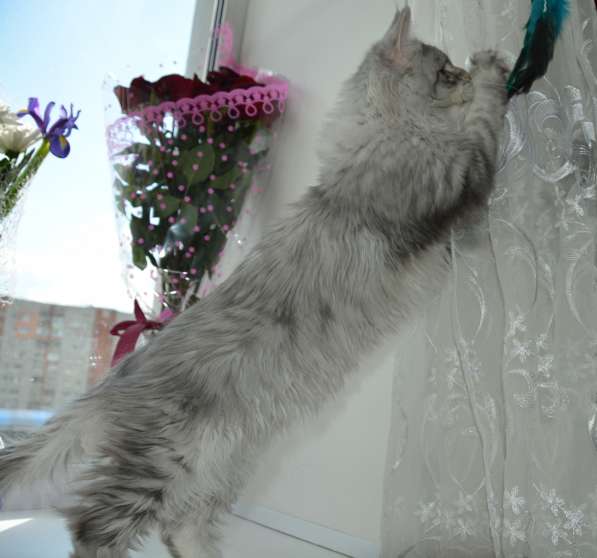 Свободны шикарные котята мэйн-кун редких окрасов в Ярославле фото 7
