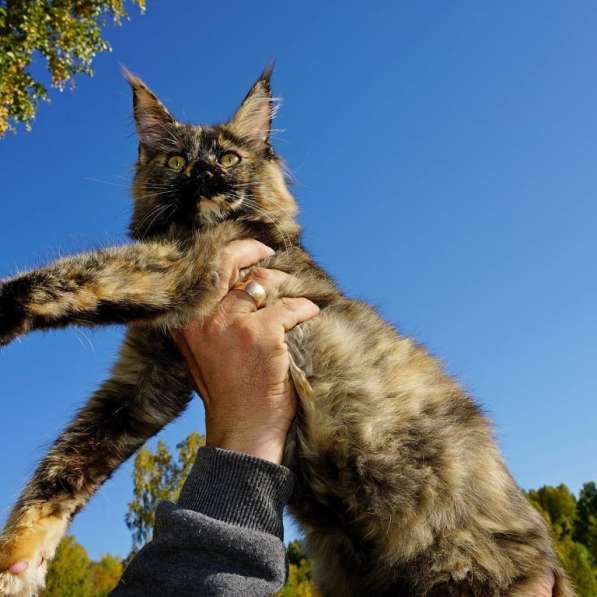 Шикарные котята-рысята породы Мейн Кун из питомника в Новокузнецке фото 4