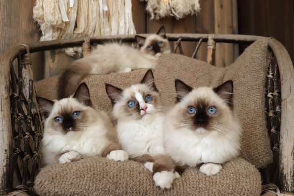 Beautiful Ragdoll kittens в фото 6