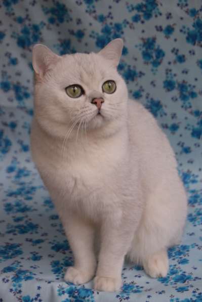 Британский серебристый котенок в Ростове-на-Дону