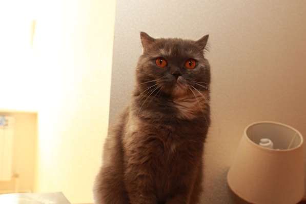 Британочка Оливия, янтарные глазки. Кошка в дар в Калуге фото 10