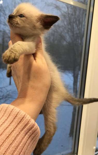 Европейская Бурма котенок лилового окраса в Санкт-Петербурге фото 20