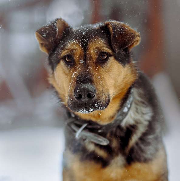 Разумный ласковый молодой пес в Санкт-Петербурге фото 10