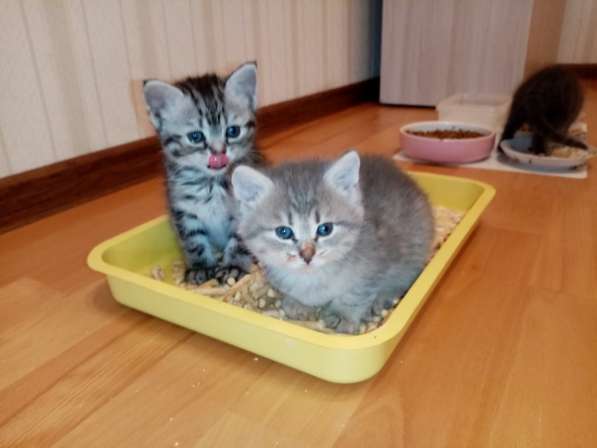 Продажа британских котят в Москве фото 10