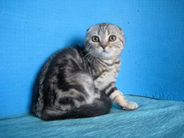 Кошечка с ярким контрастным мраморным окрасом в Казани фото 3