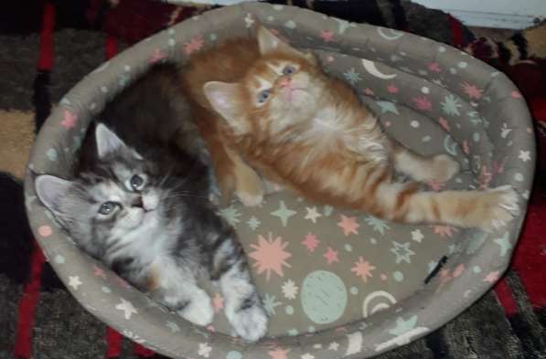 Котята Мейн-кун метисы в Наро-Фоминске фото 15