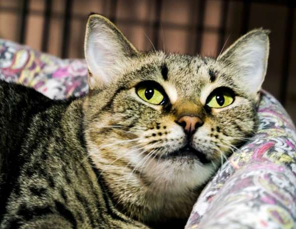 Почему судьба так жестока к Телле