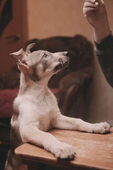 Забавный щенок в добрые руки в Москве фото 4