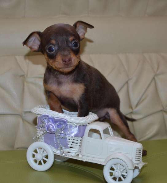 Очаровательные тойчики для души в Нижнем Новгороде фото 3