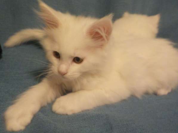 Шикарный белоснежный котик мейн-кун