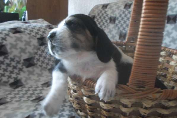 Щенки Бассет-хаунд в Армавире фото 67