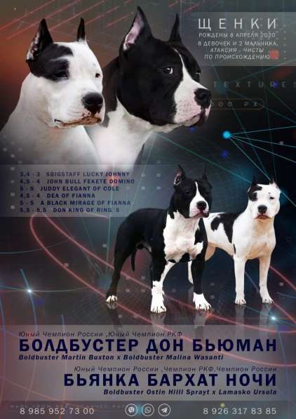Шикарная девочка Амстаффтерьера от чемпионов в Москве