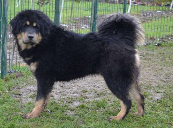 Тибетский мастиф - лучший страж на территории в Москве фото 163
