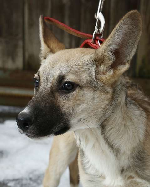 Тонконогая собачка-лань Елисея в добрые руки в Москве фото 17