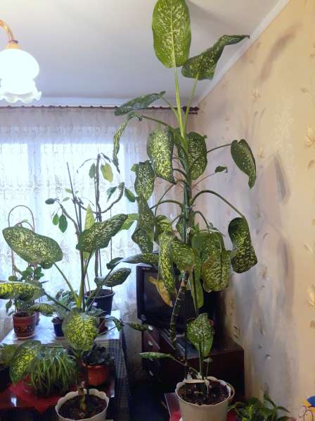 Диффенбахия, комнатное растение в Москве фото 4
