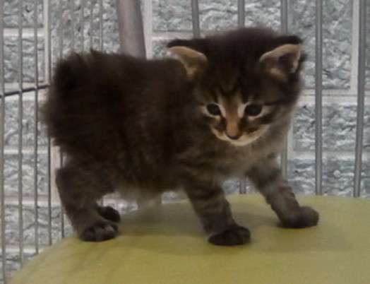 Котята курильского бобтейла в Пензе фото 17