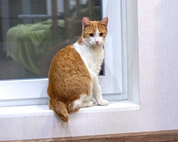 Солнечный Ральф, домашний котик-подросток ищет дом в Москве фото 7