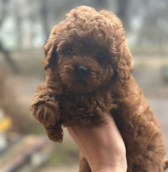 Пудель той. Red в 