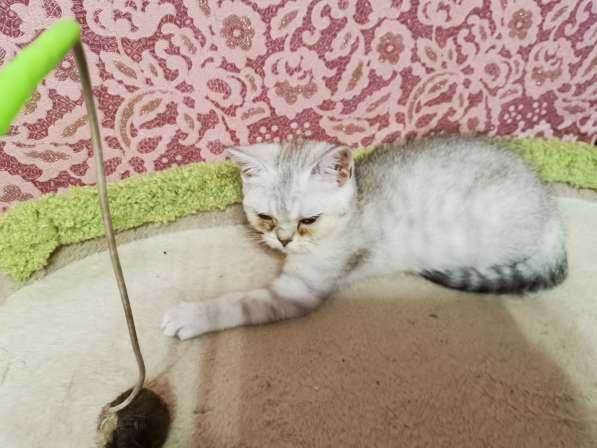 Шотландская Прямоухая Девочки и Мальчики в Москве фото 5