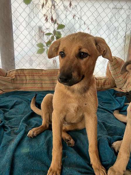 Две девчушки-красотушки и храбрый братик в Москве фото 4