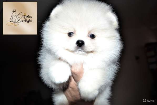 Щенки померанского шпица (Pomeranian) в Воронеже фото 8