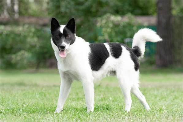 Красивый пёс Рэнди в добрые руки! в Москве фото 34