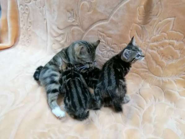 Продажа котят породы Курильский бобтейл в Саранске фото 15