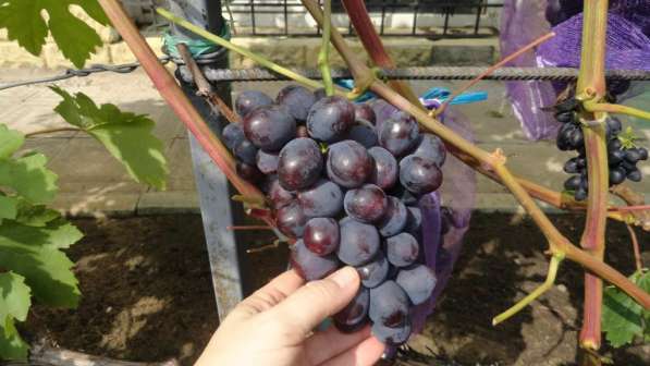 Принимаю заказы на вегетирующие саженцы винограда в Воронеже фото 10