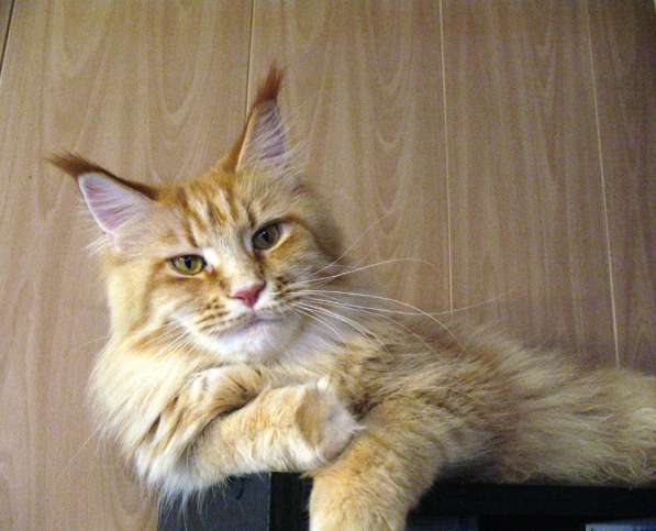 Взрослые девочки из питомника, возможно в совладение в Екатеринбурге фото 11