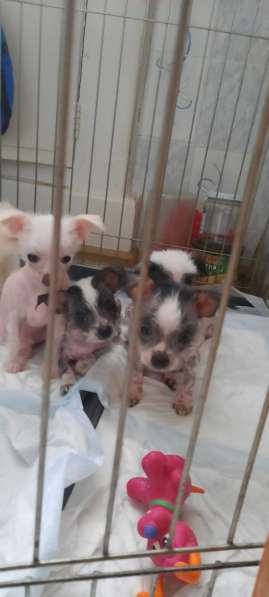 Продам очаровательных щенков Китайской хохлатой в Дубне