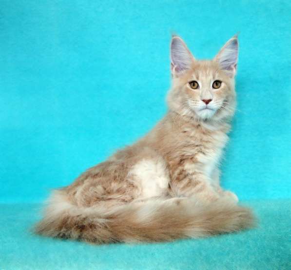 Апельсинки к Новому Году в Рязани фото 38