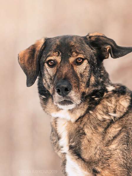 Надёжный Друг Курт ищет семью в Москве фото 25