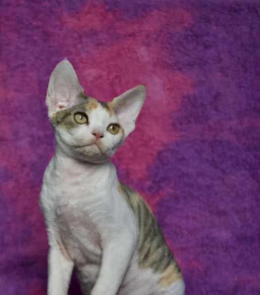 Devon Rex