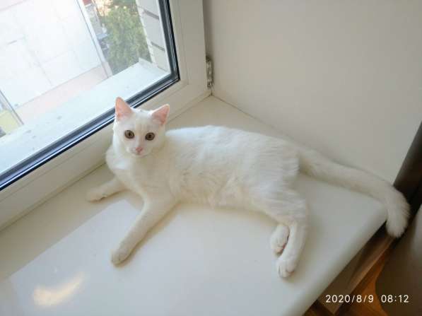 Необычный белый котик от као мани и рагамаффина в фото 7