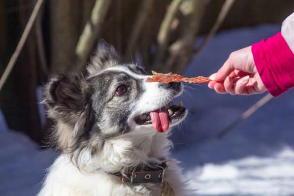 Очень ищет свою семью Ластик в Москве фото 17