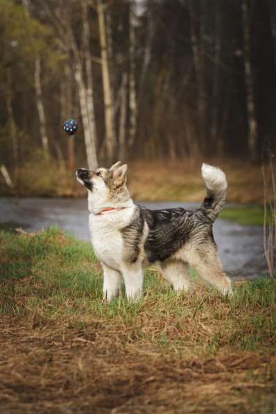 Щенок Ося ищет доброго хозяина! в Москве фото 3