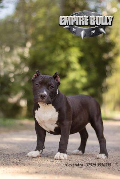 Американский булли. Щенки в фото 27