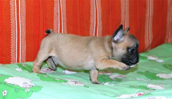 Щенки Французского бульдога питомник в Челябинске фото 9