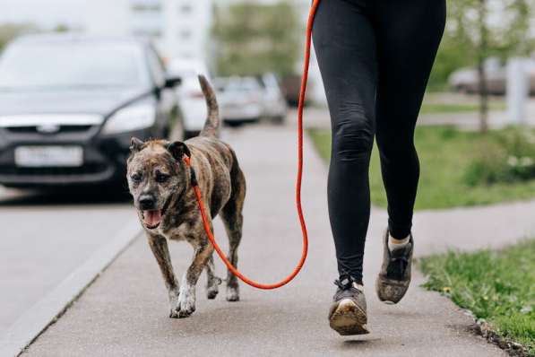 Тайгер - пес с необычным окрасом ищет хозяина в Москве