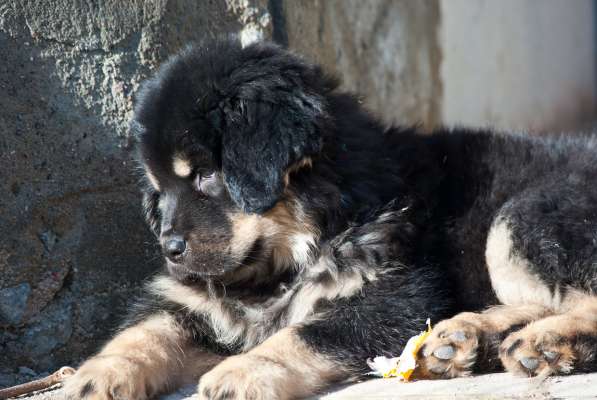 Тибетского мастифа щенков продаю в Всеволожске фото 4
