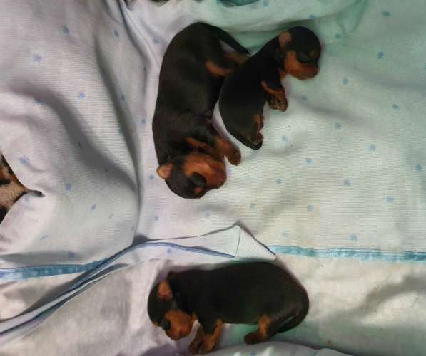 МИНИ ЙОРШИРЕНОК ПОДРОЩЕННЫЙ в Москве фото 3